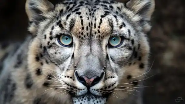 vadállat háttérkép