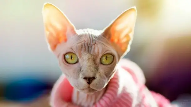 cicás háttérképek