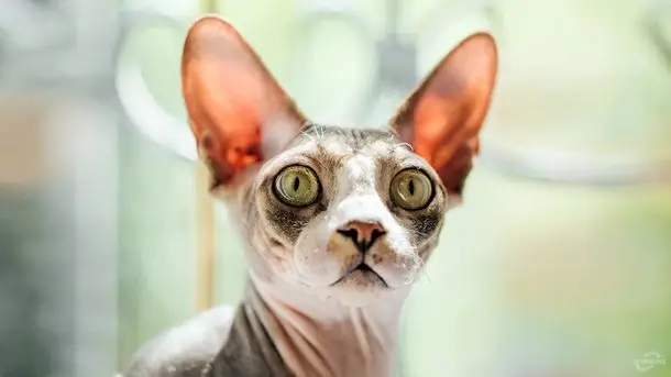 sphinksz háttérkép