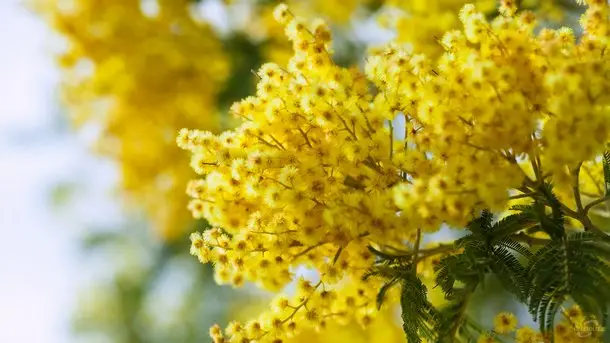 Virágos háttérképek