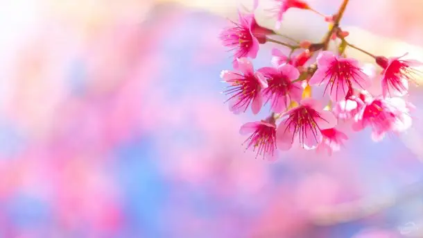 Tulipán háttérkép