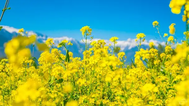 Tulipán háttérkép